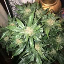 Review Image - Baby Boom Auto Feminised Seeds