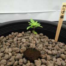 Image de révision - G13 Haze Feminised Seeds