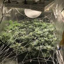 Review Image - Bubba Kush Feminised Seeds