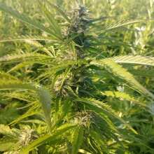 Image de révision - Wild Thailand Ryder Auto Feminised Seeds