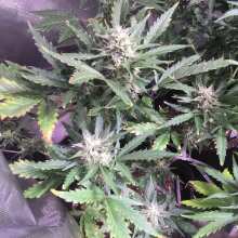 Review Image - Crystal Candy Auto Feminised Seeds