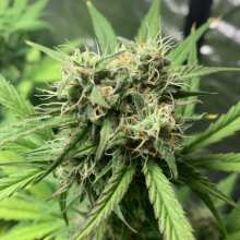 Review Image - Critical 2.0 XL Auto Feminised Seeds