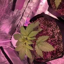 Review Image - Gelat.OG Feminised Seeds