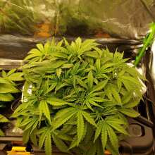 Review Image - Critical Kush Feminised Seeds