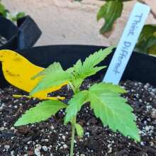 Image de révision - Think Different Auto Feminised Seeds