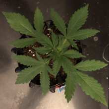 Review Image - Red Poison Auto Feminised Seeds