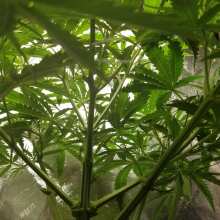 Review Image - Killer A5 Haze Feminised Seeds