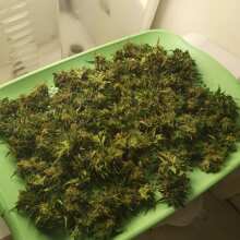 Review Image - Doctor Seedsman CBD 30:1 Feminised Seeds