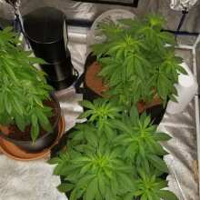 Review Image - Black Sugar Feminised Seeds