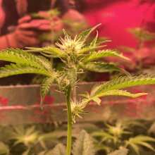 Review Image - Gelat.OG Feminised Seeds