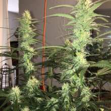 Review Image - Acapulco Gold Feminised Seeds