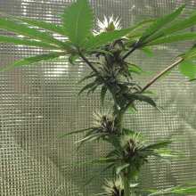 Review Image - Purple Kush CBD 1:1 Auto Feminised Seeds