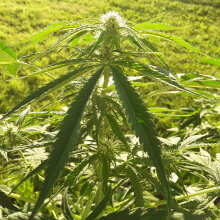 Review Image - Fresh Candy Auto Feminised Seeds