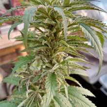 Review Image - White Widow Feminised Seeds