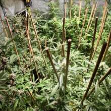 Review Image - Dos Si Dos Auto Feminised Seeds