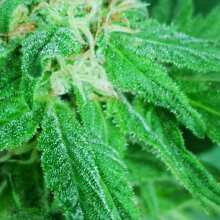 Review Image - Quick One Auto Feminised Seeds