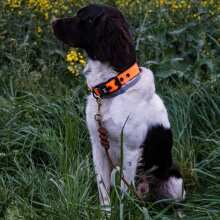 Review Image - Klassisches Hundehalsband mit abstehender Innenfütterung - Nero Orange XS / 3cm