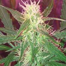 Review Image - Sweet Mango Auto Feminised Seeds