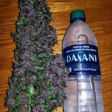 Review Image - Pink Kush CBD 30:1 Auto Feminised Seeds