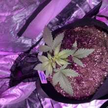 Review Image - Washing Machine Feminised Seeds