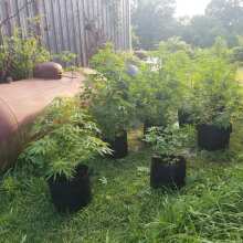 Review Image - Mimosa EVO Feminised Seeds