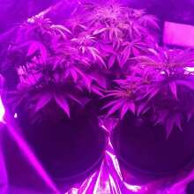 Image de révision - Original Skunk #1 Feminised Seeds