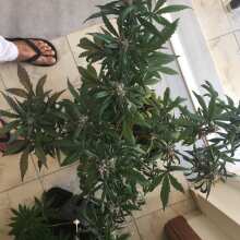 Image de révision - Crystal METH Auto Feminised Seeds