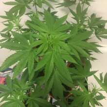 Review Image - Alaskan Purple Auto Feminised Seeds