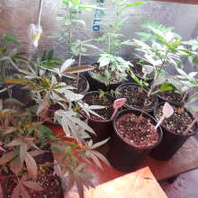 Review Image - Black Sugar Feminised Seeds