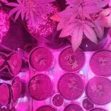 Review Image - Purple Lemonade Auto Feminised Seeds