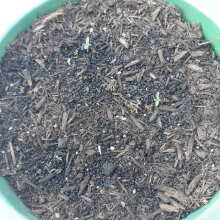 Review Image - Blueberry Auto Feminised Seeds