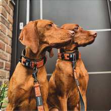 Review Image - Klassisches Hundehalsband mit abstehender Innenfütterung - Nero Braun XS / 3cm