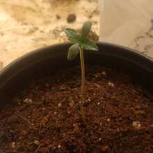 Review Image - Peyote Zkittlez Feminised Seeds