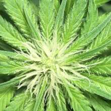 Review Image - Gelat.OG Feminised Seeds