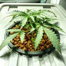 Image de révision - Blue Kush Auto Feminised Seeds