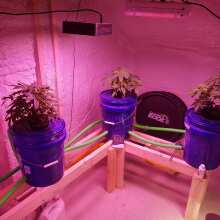 Review Image - Dosi Auto Feminised Seeds - 5