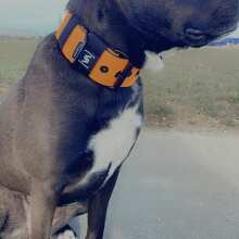 Review Image - Klassisches Hundehalsband mit abstehender Innenfütterung - Nero Orange XS / 3cm
