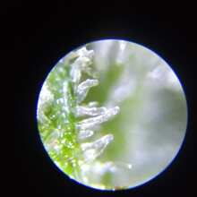 Review Image - Acapulco Gold Feminised Seeds