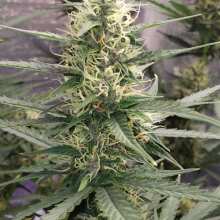 Review Image - Purple Punch Auto Feminised Seeds