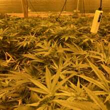 Image de révision - The New Feminised Seeds