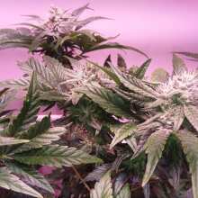 Review Image - Peyote Gorilla Feminised Seeds