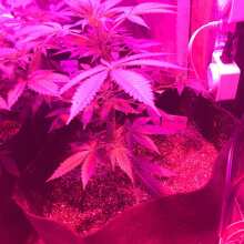 Review Image - Gelat.OG Feminised Seeds