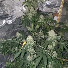 Review Image - Alaskan Purple Feminised Seeds