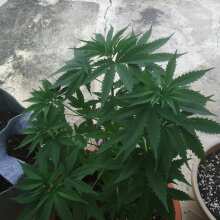 Review Image - Northern Lights Auto Feminised Seeds