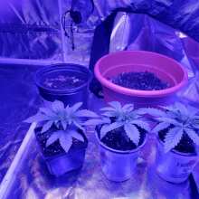 Review Image - Bruce Banger FAST Feminised Seeds