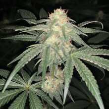 Review Image - Peyote Wi-Fi Feminised Seeds