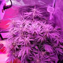 Review Image - Pineapple Glue Auto Feminised Seeds
