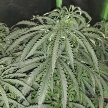 Überprüfen Sie das Bild - Maple Leaf Indica Regular Seeds - 10