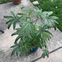 Review Image - Afrodite Feminised Seeds