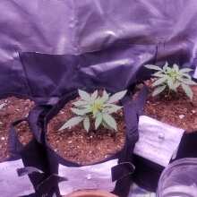 Review Image - Pineapple Glue Auto Feminised Seeds